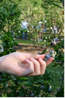 Growing Blueberries, blueberry plants
